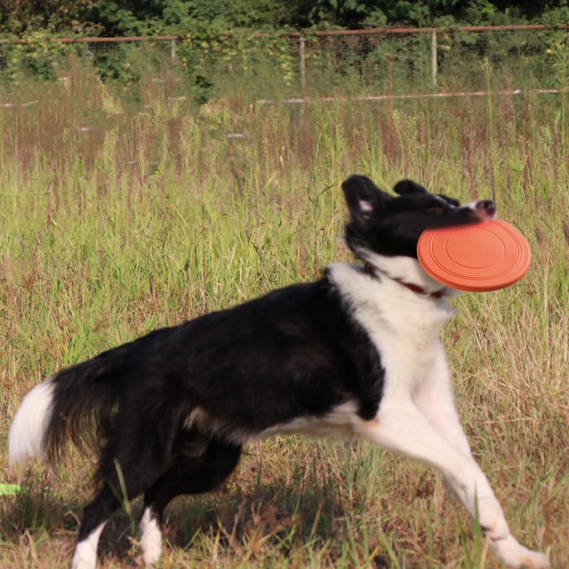 لعبة قرص طائر متينة ومقاومة لل - مراجعة Flying Disc Dog Training Toy وسعره