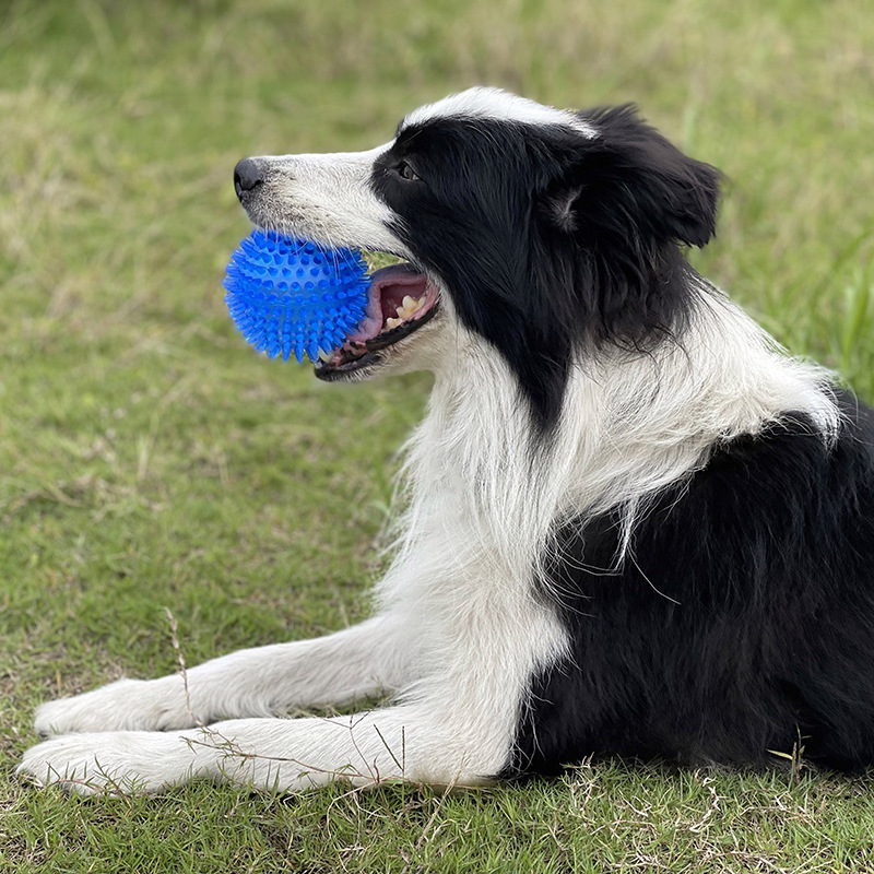 لعبة كرة مطاطية مطعمة بالمسامي - مراجعة Interactive Squeaky Plush Dog Toy وسعره