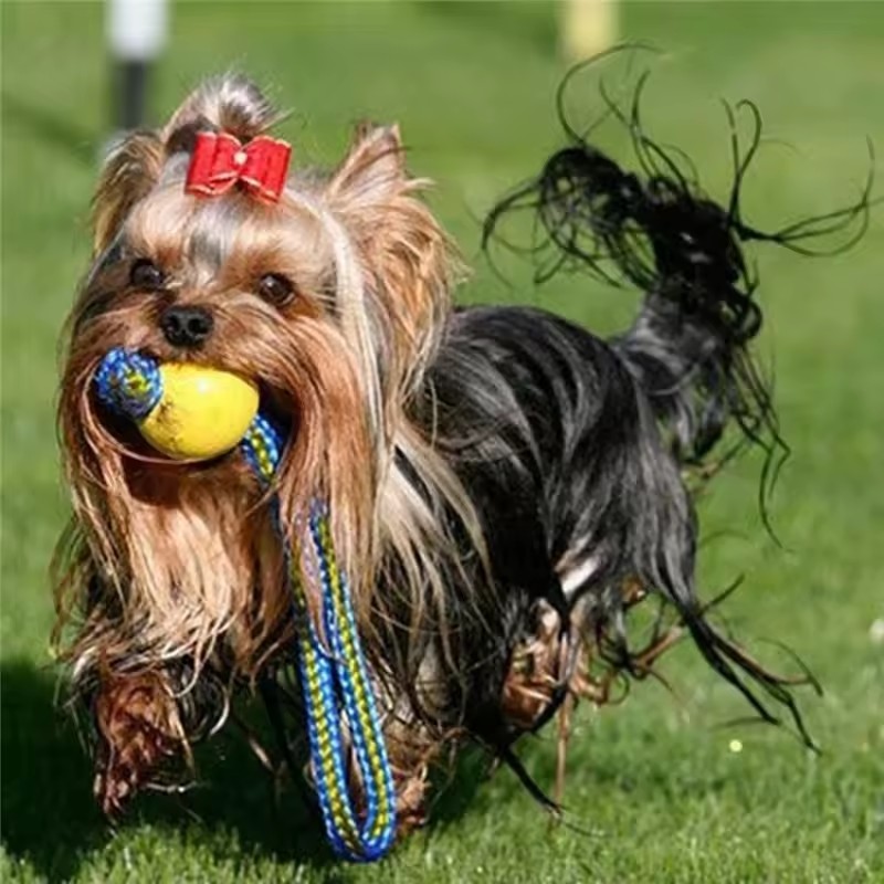 لعبة مضغ مطاطية للكلاب غير قاب - مراجعة Interactive Squeaky Plush Dog Toy وسعره